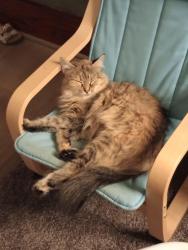 Lost Female Cat last seen N. 35th Avenue, Minneapolis, MN, USA, Minneapolis, MN 55412