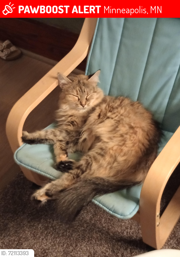 Lost Female Cat last seen N. 35th Avenue, Minneapolis, MN, USA, Minneapolis, MN 55412