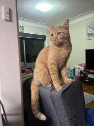 Lost Female Cat last seen Brookes Street , Thornleigh, NSW 2120