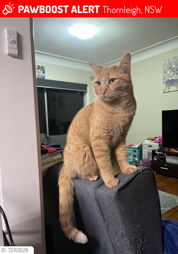 Lost Female Cat last seen Brookes Street , Thornleigh, NSW 2120