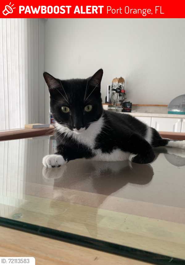 Lost Male Cat last seen Riverwood plantation and golden pink entrance , Port Orange, FL 32127