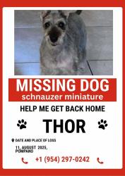 Lost Female Dog last seen Near 420 nw 43 st, Pompano Beach, FL 33064