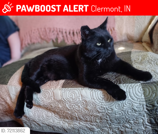 Lost Male Cat last seen Crawfordsville and raceway road indianapolis B&O trail, Clermont, IN 46234