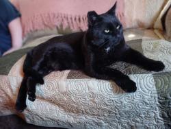 Lost Male Cat last seen Crawfordsville and raceway road indianapolis B&O trail, Clermont, IN 46234