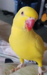 Lost Female Bird last seen Woodstock Ave , Whalan, NSW 2770