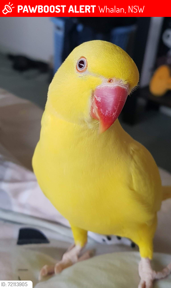 Lost Female Bird last seen Woodstock Ave , Whalan, NSW 2770