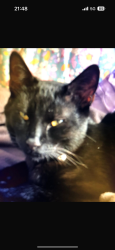 Lost Male Cat last seen West Hampstead overground station, Greater London, England NW6 2LS