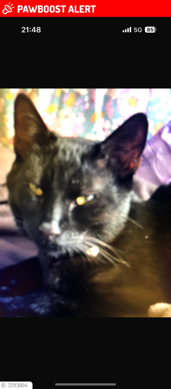 Lost Male Cat last seen West Hampstead overground station, Greater London, England NW6 2LS