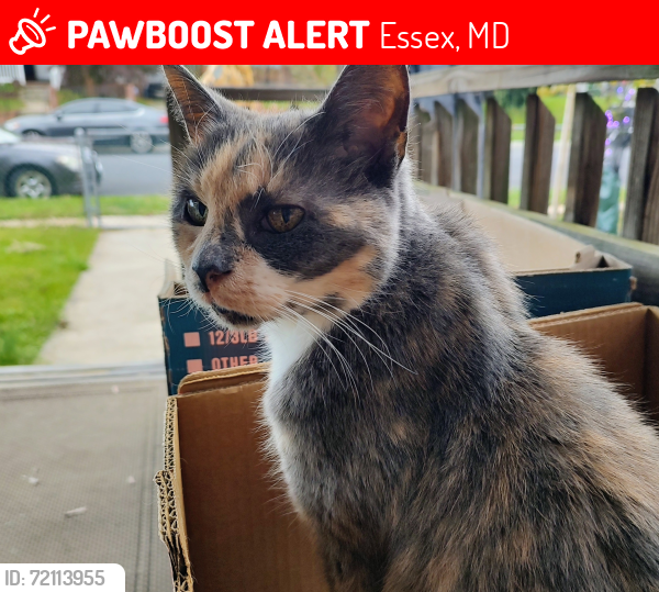 Lost Female Cat last seen Marilyn Ave, Essex, MD 21221