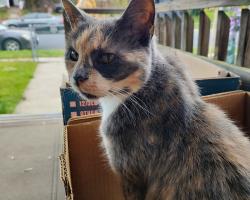 Lost Female Cat last seen Marilyn Ave, Essex, MD 21221