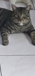 Lost Male Cat last seen South hackensack police station , South Hackensack, NJ 07608