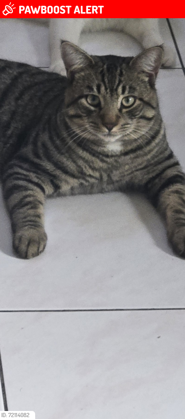 Lost Male Cat last seen South hackensack police station , South Hackensack, NJ 07608