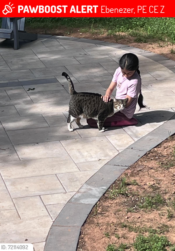 Lost Female Cat last seen Near Wheatley River round about, Ebenezer, PE C1E 1Z4
