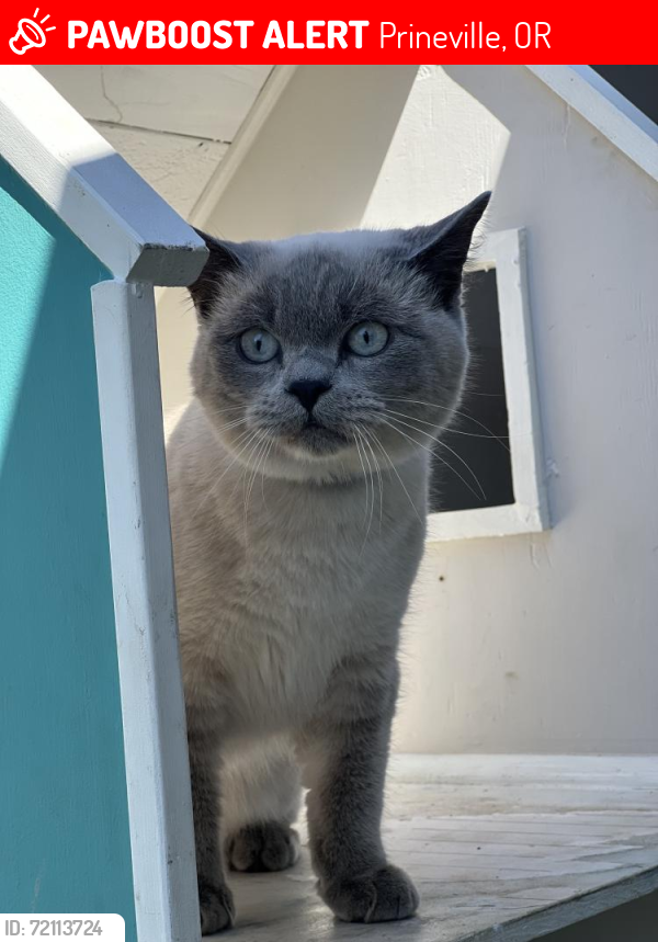 Lost Male Cat last seen Ochoco Forest , Prineville, OR 97754