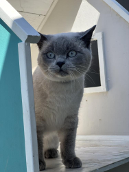 Lost Male Cat last seen Ochoco Forest , Prineville, OR 97754