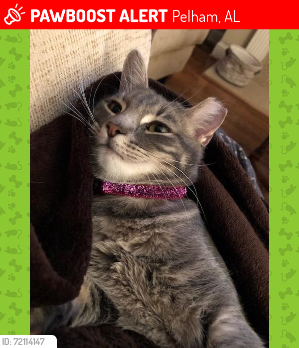 Lost Female Cat last seen Pelham Park, Pelham, AL 35124