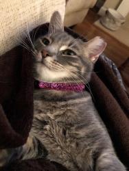 Lost Female Cat last seen Pelham Park, Pelham, AL 35124
