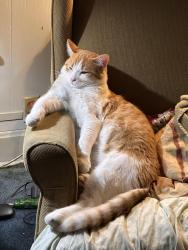 Lost Male Cat last seen Us 30 pierceton , Pierceton, IN 46562