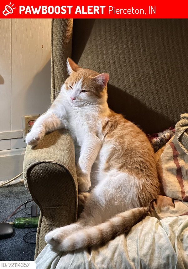 Lost Male Cat last seen Us 30 pierceton , Pierceton, IN 46562