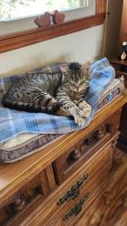 Lost Male Cat last seen S Main & Par Four Dr Pearisburg VA, Pearisburg, VA 24134