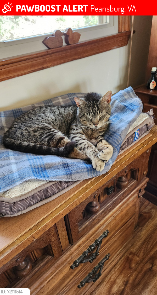 Lost Male Cat last seen S Main & Par Four Dr Pearisburg VA, Pearisburg, VA 24134