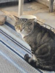 Found/Stray Unknown Cat last seen Hawes & Guadalupe , Mesa, AZ 85209