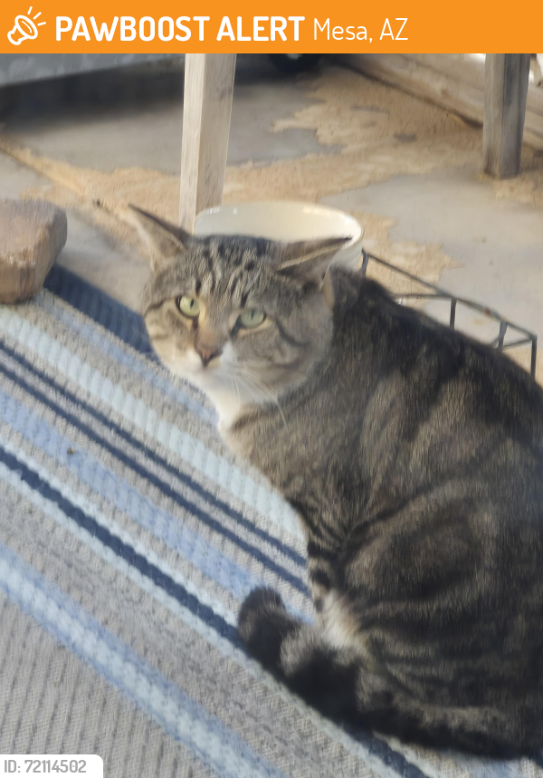 Found/Stray Unknown Cat last seen Hawes & Guadalupe , Mesa, AZ 85209