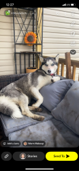 Lost Female Dog last seen Central city citco gas station , Centralia, IL 62801