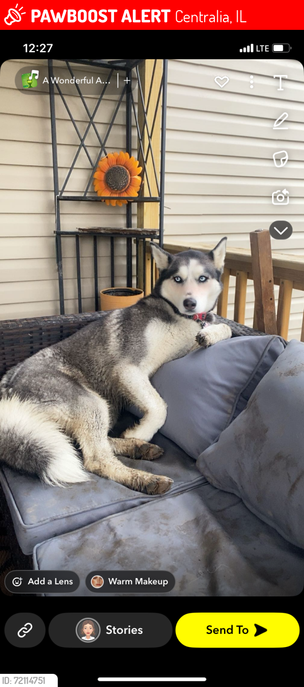 Lost Female Dog last seen Central city citco gas station , Centralia, IL 62801