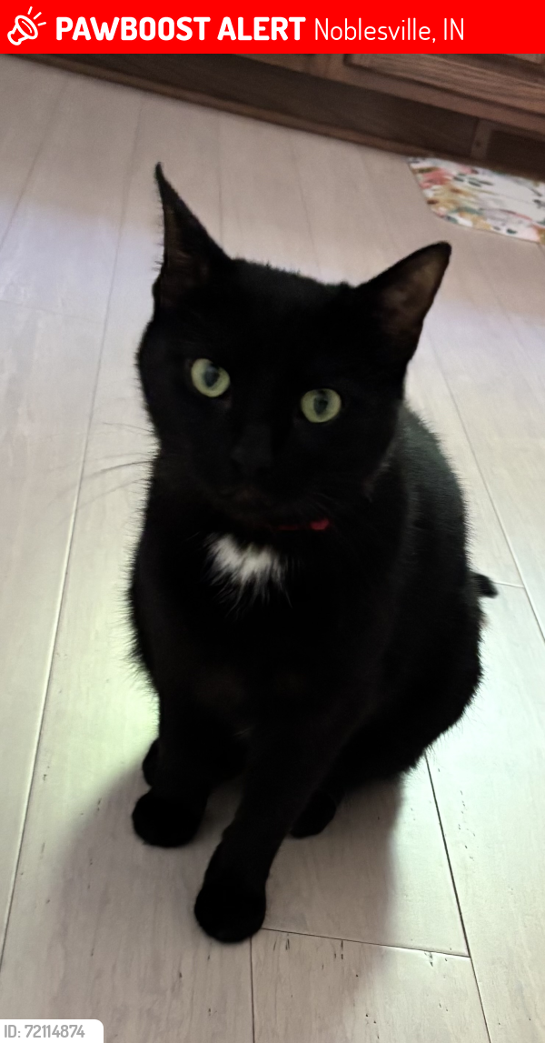 Lost Male Cat last seen Little Chicago & Carrigan Rd. (West Noblesville), Noblesville, IN 46062