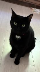 Lost Male Cat last seen Little Chicago & Carrigan Rd. (West Noblesville), Noblesville, IN 46062