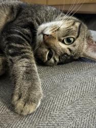 Lost Male Cat last seen River Canyon, San Antonio, TX 78222