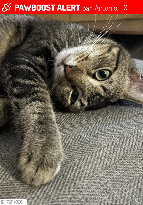Lost Male Cat last seen River Canyon, San Antonio, TX 78222