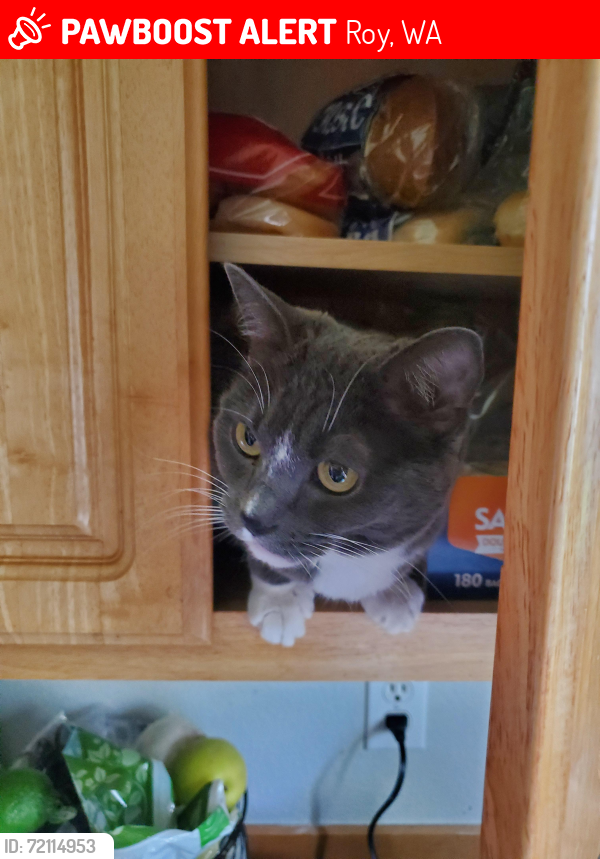 Lost Female Cat last seen 346th St S and SE 8th and Hwy 702, Roy, WA 98580