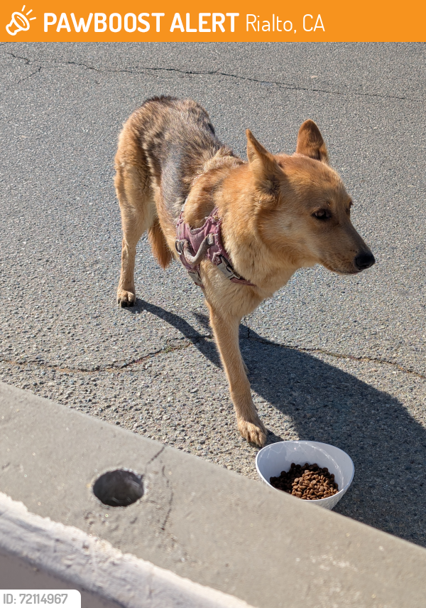 Rialto, CA Stray Female Dog Found Near Alec Fergusson Park | PawBoost