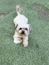 Lost Male Dog last seen Whitemarsh and colonial , Modesto, CA 95356