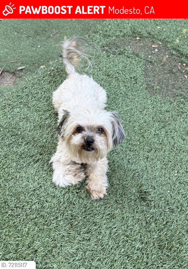 Lost Male Dog last seen Whitemarsh and colonial , Modesto, CA 95356