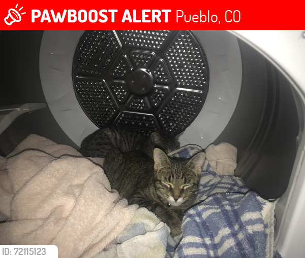 Lost Male Cat last seen Cedar St. and Minnequa Ave., Pueblo, CO 81004