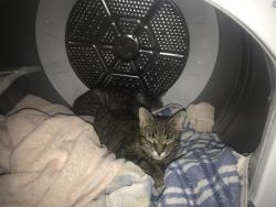 Lost Male Cat last seen Cedar St. and Minnequa Ave., Pueblo, CO 81004