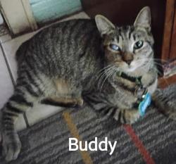 Lost Male Cat last seen Azalea health , Palatka, FL 32177