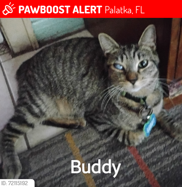 Lost Male Cat last seen Azalea health , Palatka, FL 32177