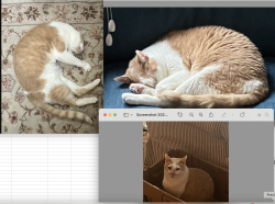 Lost Male Cat last seen Sulphur Springs Lane Bremerton 98310, Bremerton, WA 98310