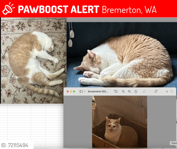 Lost Male Cat last seen Sulphur Springs Lane Bremerton 98310, Bremerton, WA 98310
