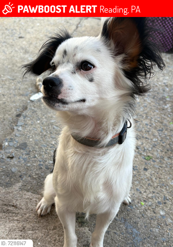 Lost Male Dog last seen Near mulberry st reading pa , Reading, PA 19604
