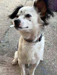 Lost Male Dog last seen Near mulberry st reading pa , Reading, PA 19604
