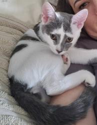 Lost Female Cat last seen Mawrcrest ct / Binford lake rd (503)449-1980 , Gresham, OR 97080