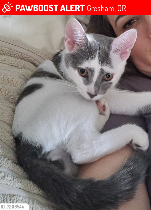 Lost Female Cat last seen Mawrcrest ct / Binford lake rd (503)449-1980 , Gresham, OR 97080