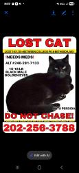 Lost Male Cat last seen Tilden Elementary Rockville, Rockville, MD 20852