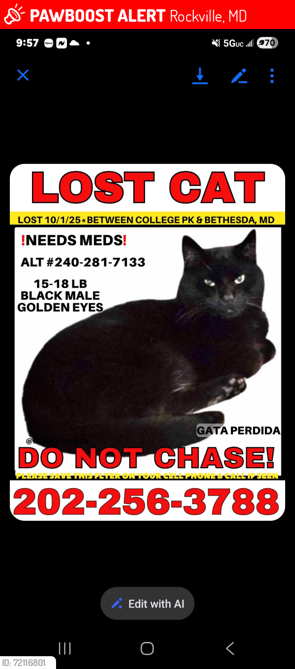 Lost Male Cat last seen Tilden Elementary Rockville, Rockville, MD 20852
