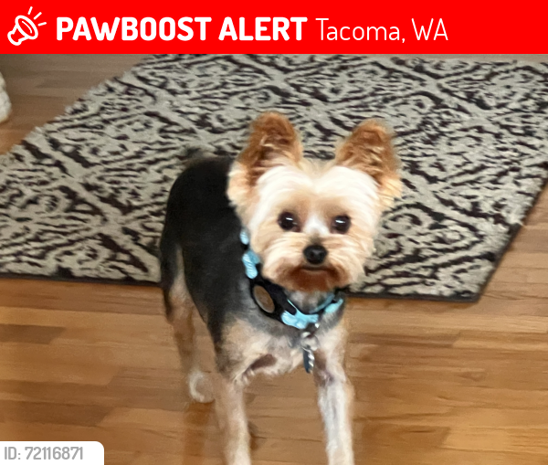 Lost Male Dog last seen Panorama & Lowama Lane NE, Dash Point, Tacoma, WA 98422